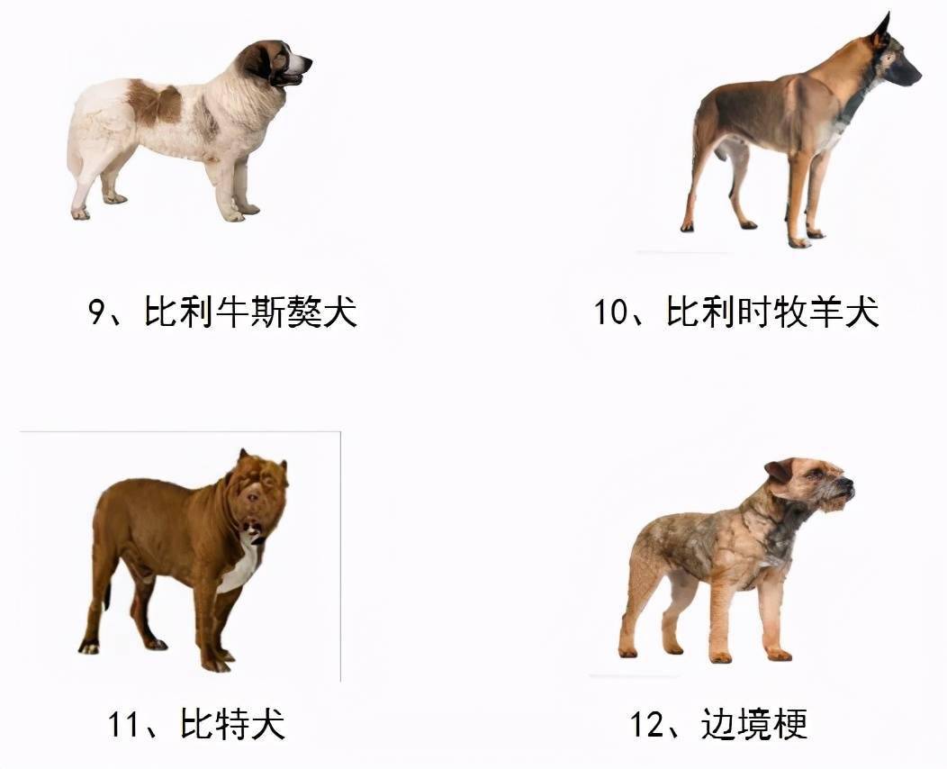 最新揭晓：比特战犬交易行情一览